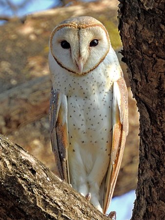 owl Eastern Barn Owl Tyto javanica stertens Raigad Maharashtra Shantanu Kuveskar 4.0.jpg