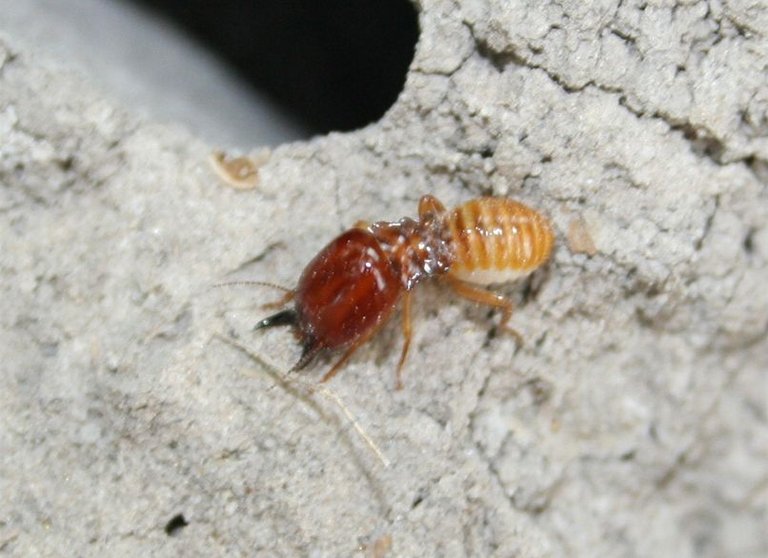 Macro_Termite_Soldier_(cropped) Attribution Discott (talk) 3.0 share-alike.jpg