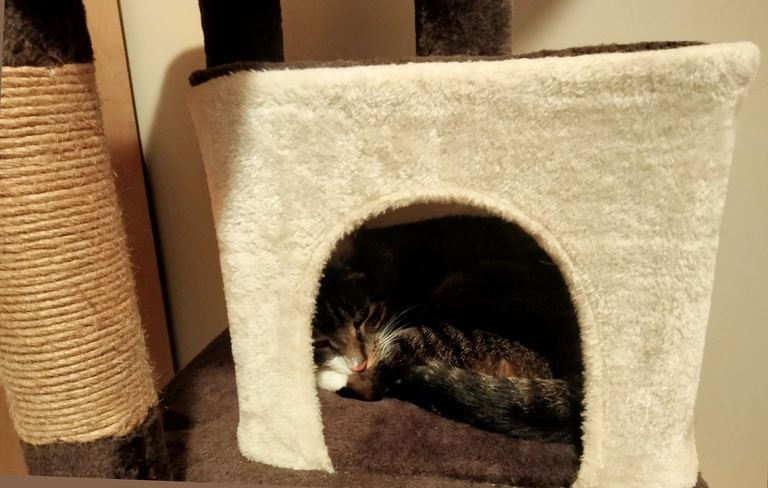 cat sleep in cat house.png