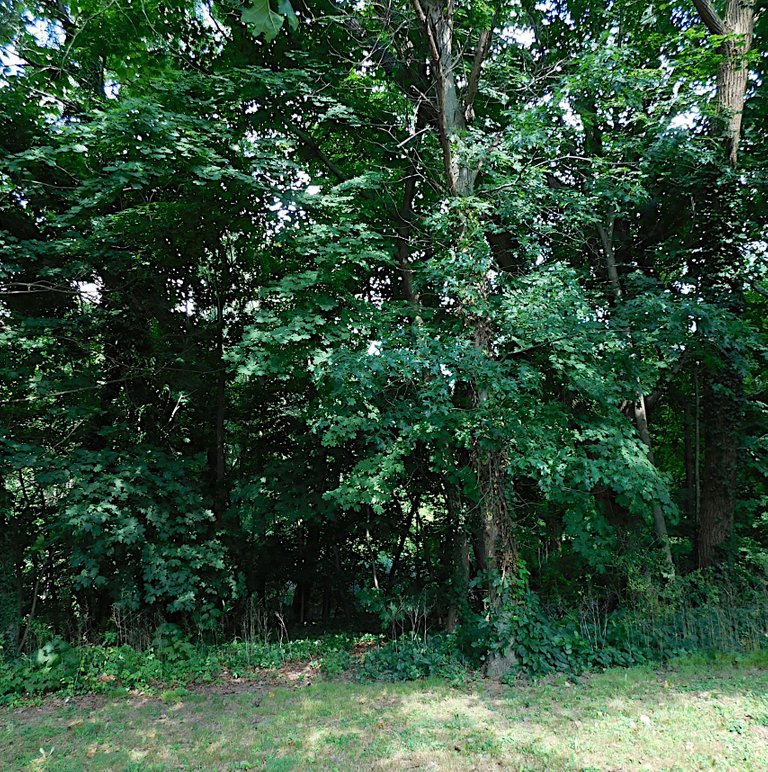 line of trees whitney.png