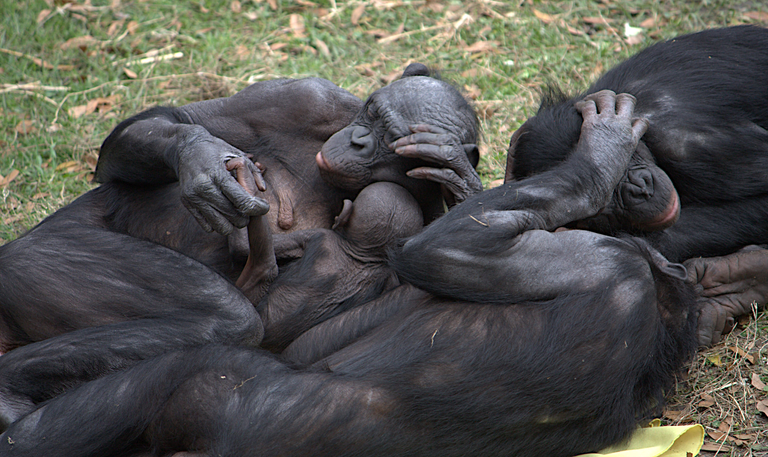 Bonobo group hug Magnus Manske lagged on user 2.0.png