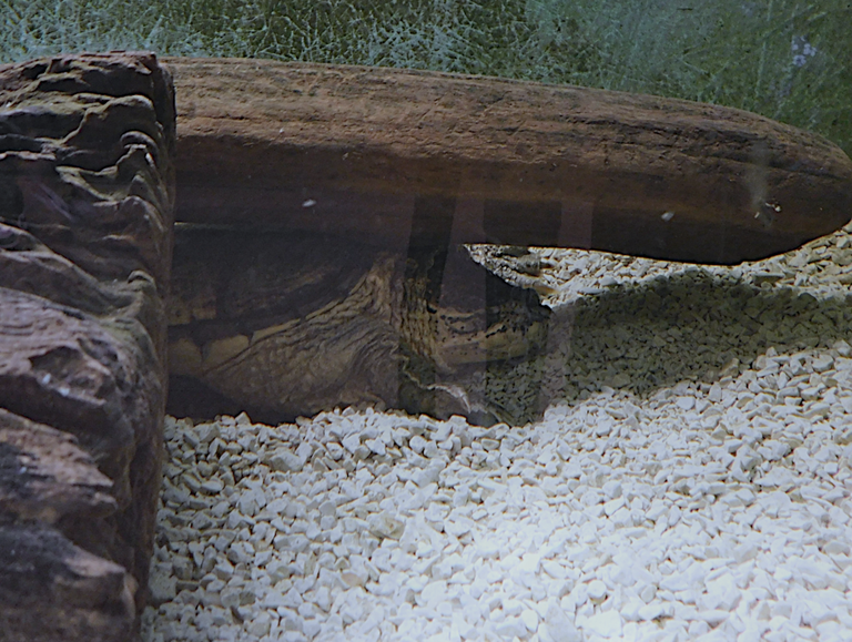 snapping turtle4a good.png