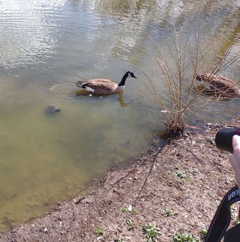 geese and turtle in a pond sized.png