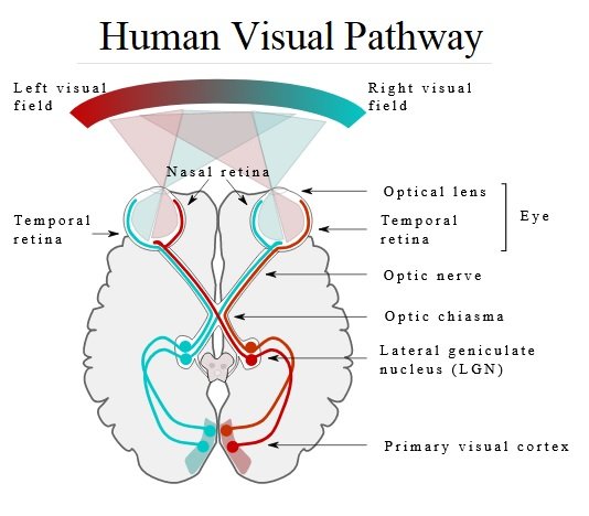 Human Visual Pathway.jpg