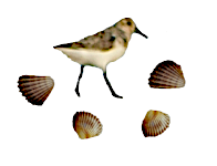 sanderling endpiece.png