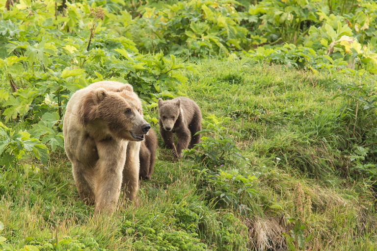 Kodiak bear and cub us fish and wildlife public.png