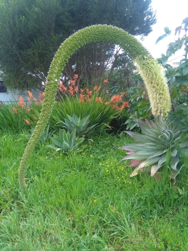 muelli whimsical plant.png