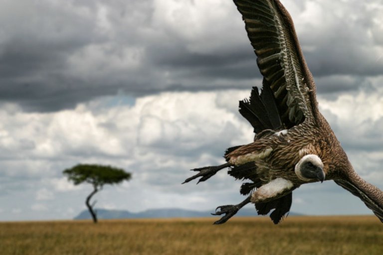 Vulture swooping Dmitri1999 at en.wikipedia link necessay 3.0.jpg