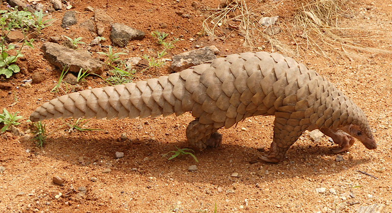 Pangolin_brought_to_the_Range_office,_KMTR_AJTJ  A. J. T. Johnsingh, WWF-India and NCF 4.0.png