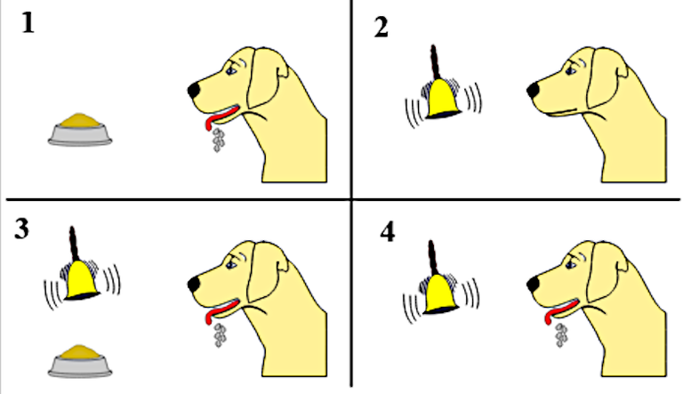 pavlov diagram.png