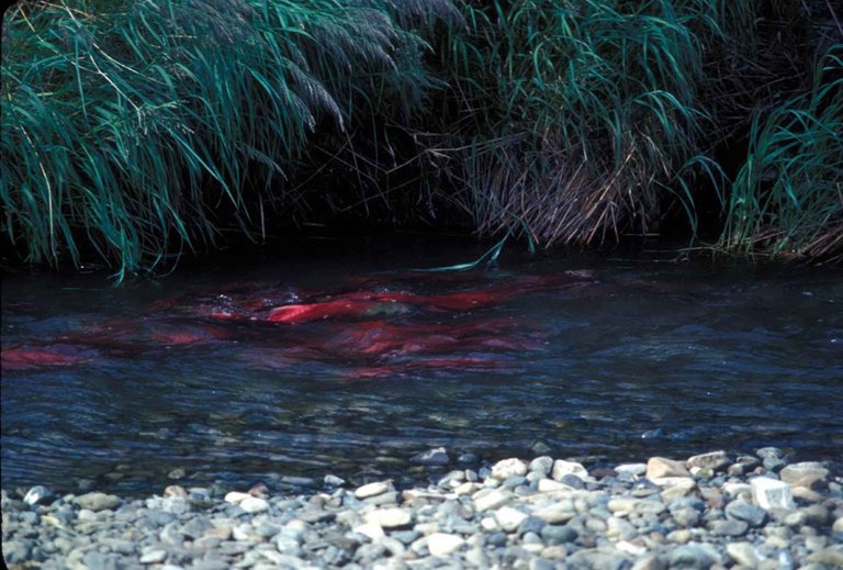 spawning Red salmon_or_sockeye_salmon_in_spawning_bed public us fish abd wildlife.jpg