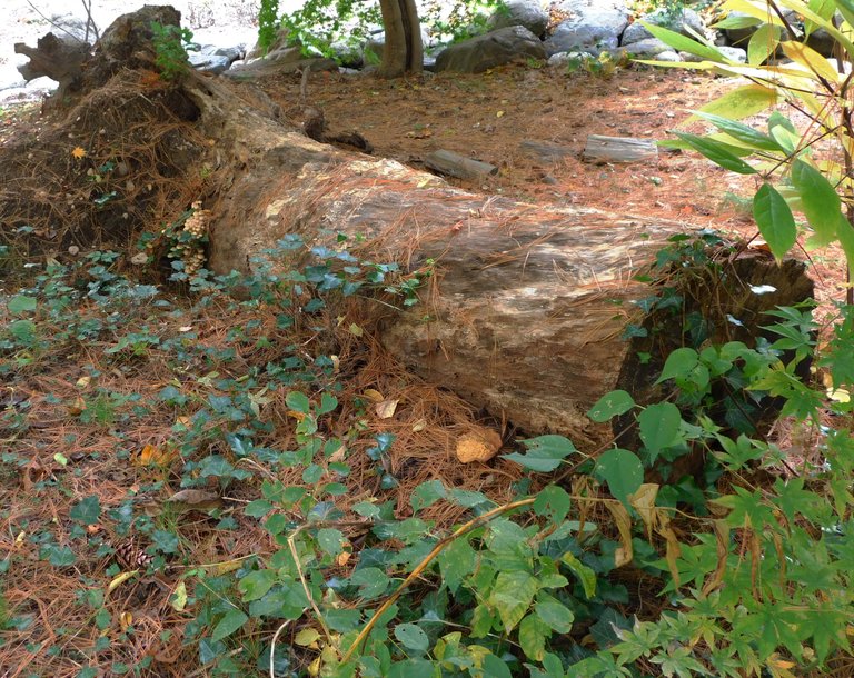 log on the ground with mushrooms2.png