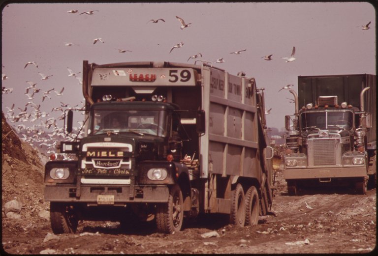 Garbage trucks HACKENSACK MEADOWSSCAVENGING_SEAGULLS.jpg