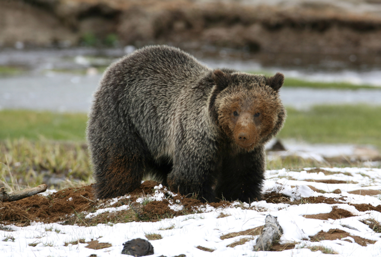 Grizzly_bear_near_Obsidian_Creek_credit yellowston national prk 2.0.png