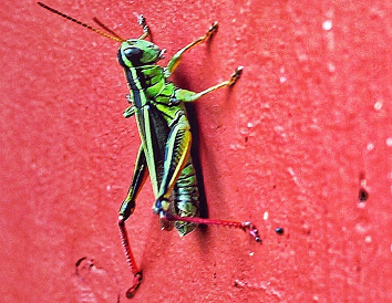 redheadpei grasshopper on wall.png