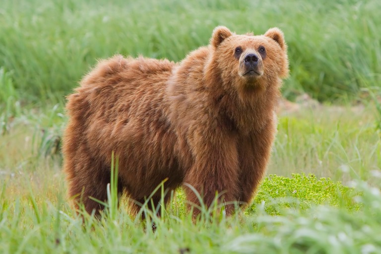 kodiak bear Yathin S Krishnappa 3.0.png