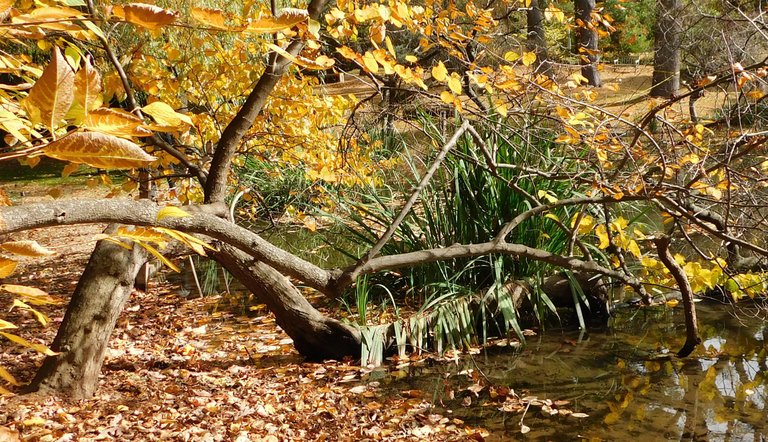 branch in water autumn.png