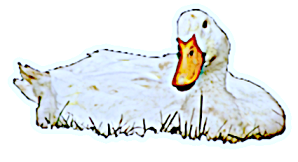 duck redheadpei2.png