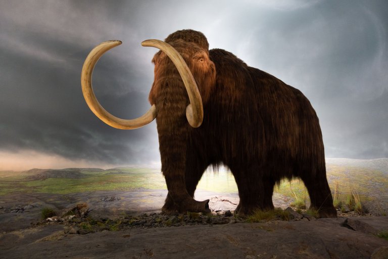 Woolly_mammoth_model_Royal_BC_Museum_in_Victoria Thomas Quine 2.0.jpg
