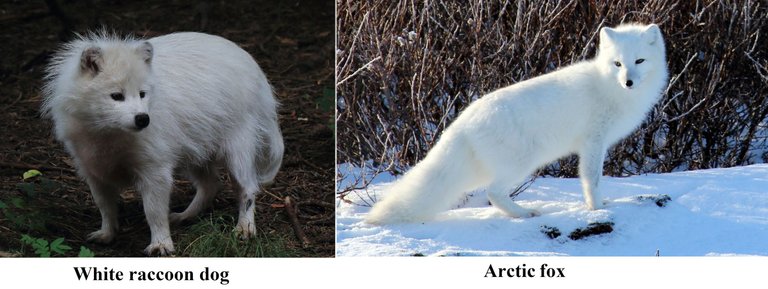raccoon dog compared with arctic fox.png