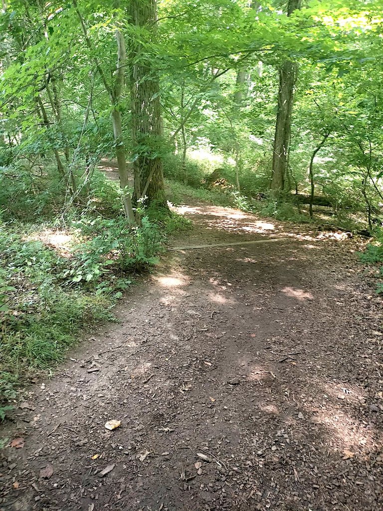 groomed trail and fallen tree.png