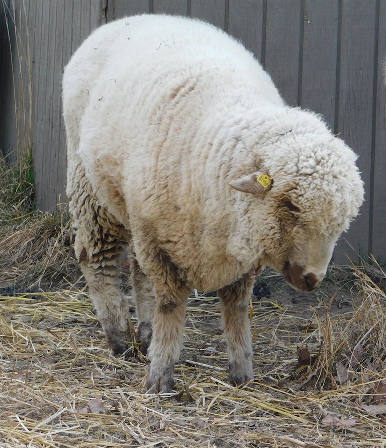 tired sheep maybe.png
