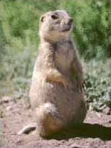 Prairie dog gunnison's nps punlic.jpg