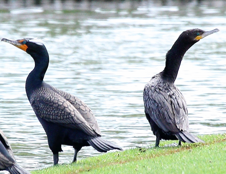 Double-crested_and_Neotropic_Cormorants_(Phalacrocorax_auritus_and_brasilianus)_(8593523346) 2.0.png