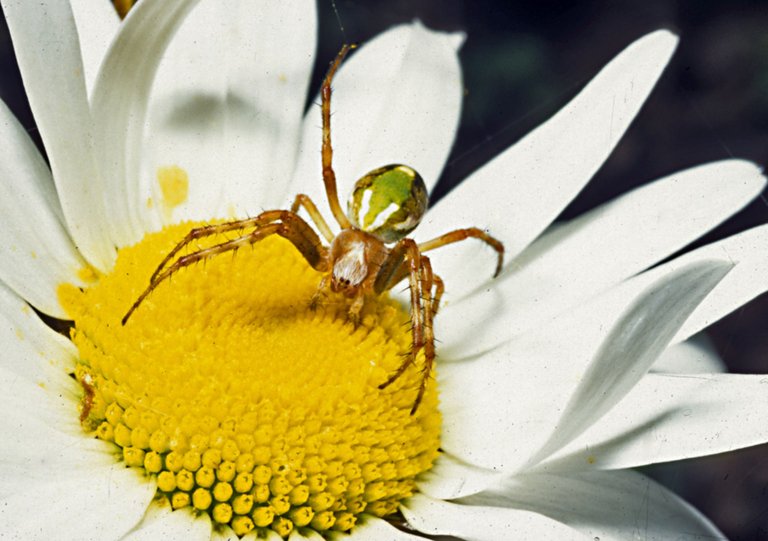 Diaea_sp.-Flower_Crab_Spider_(NZAC06001301).jpg