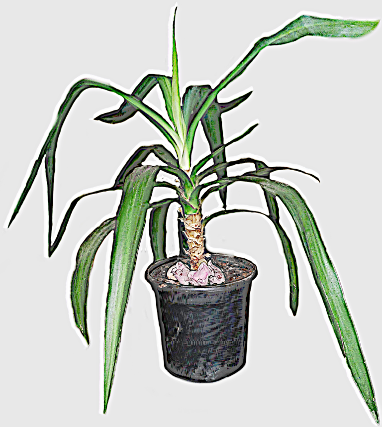 yaziris plant lil.png