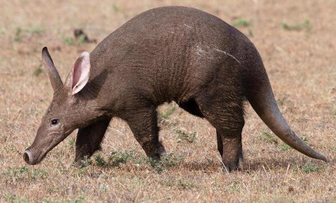 aardvark Orycteropus afer afer dave brown 1.0 from inaturalist.jpg