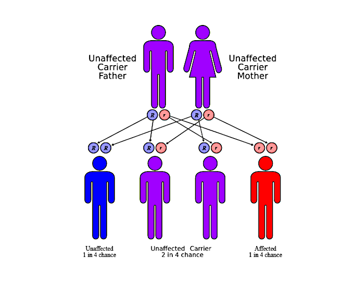 PKU gene distribution chart.png