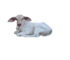 lamb.png