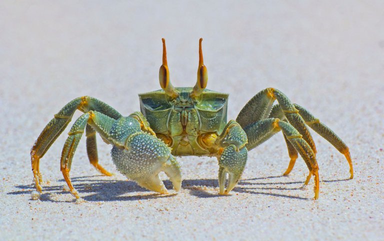 Horneyed ghost crab credit https 500px.com JohnDickens 3.0 link.jpg