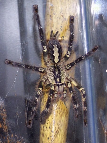 Poecilotheria ornata Morkelsker public.jpg