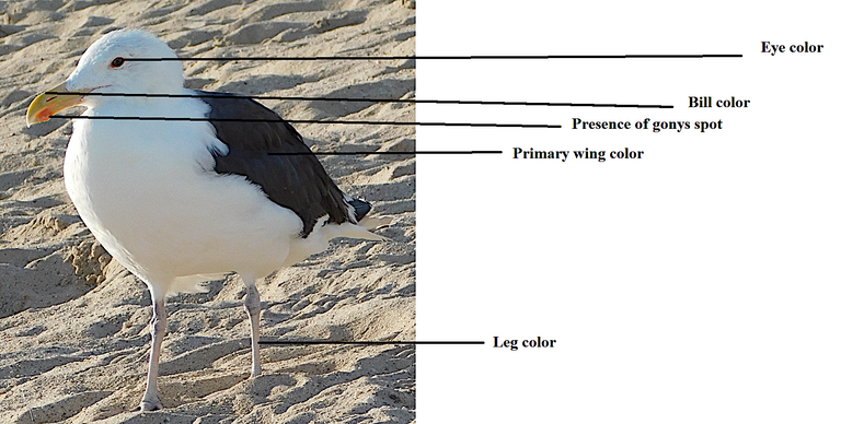 identifying gulls.png