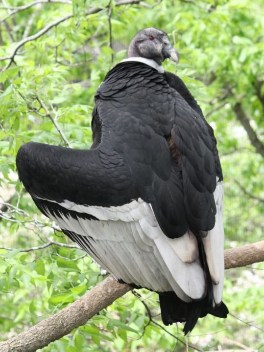 Andean Condor vultur gryphus  Ltshears 2.0.jpg