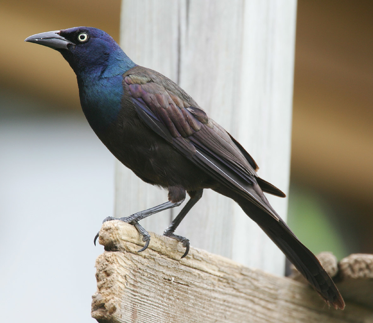 common grackle Quiscalus-quiscula credit Mdf  3.0 license.png