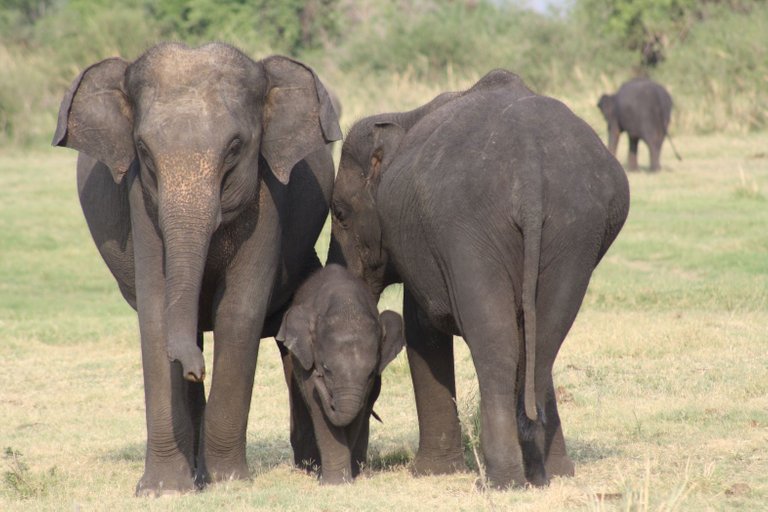 female elephants with a calf shankar s. from Dubai, united arab emirates 2.0.jpg