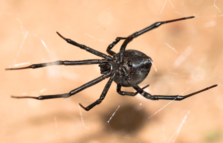 Female_inland_button_spider_(Latrodectus_renivulvatus).png