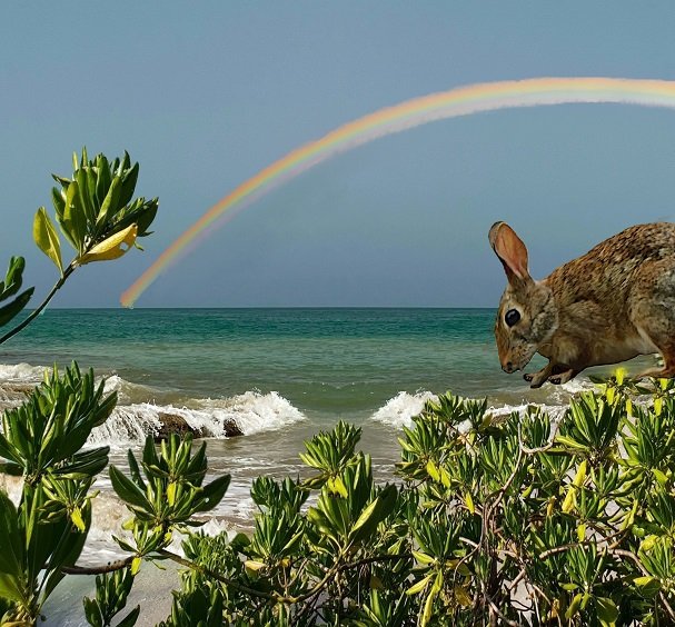 167 beach rabbit blog.jpg