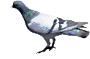 yaziris pigeon.png