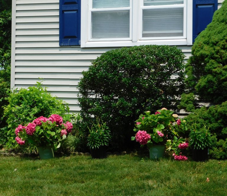 hydrangeas day 1.jpg