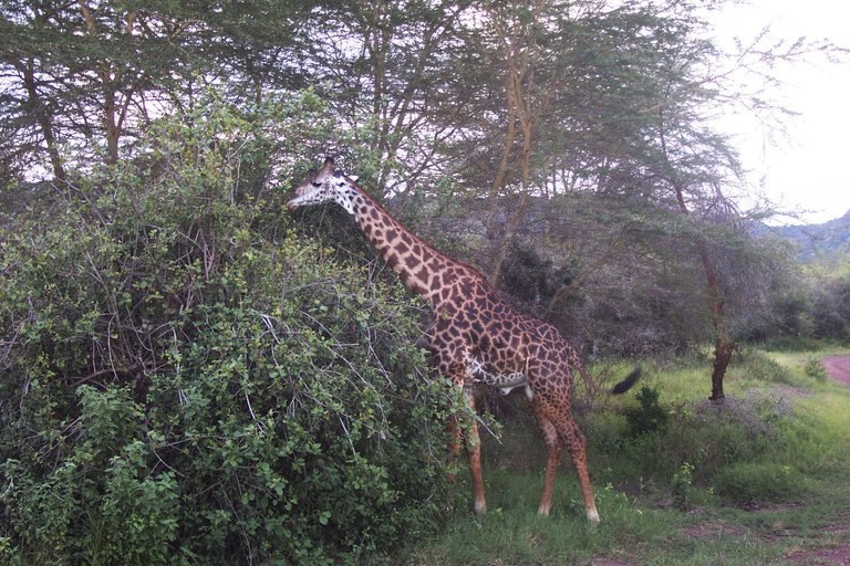 Girafe_en_Tanzanie Remi Jouan 3.0.JPG