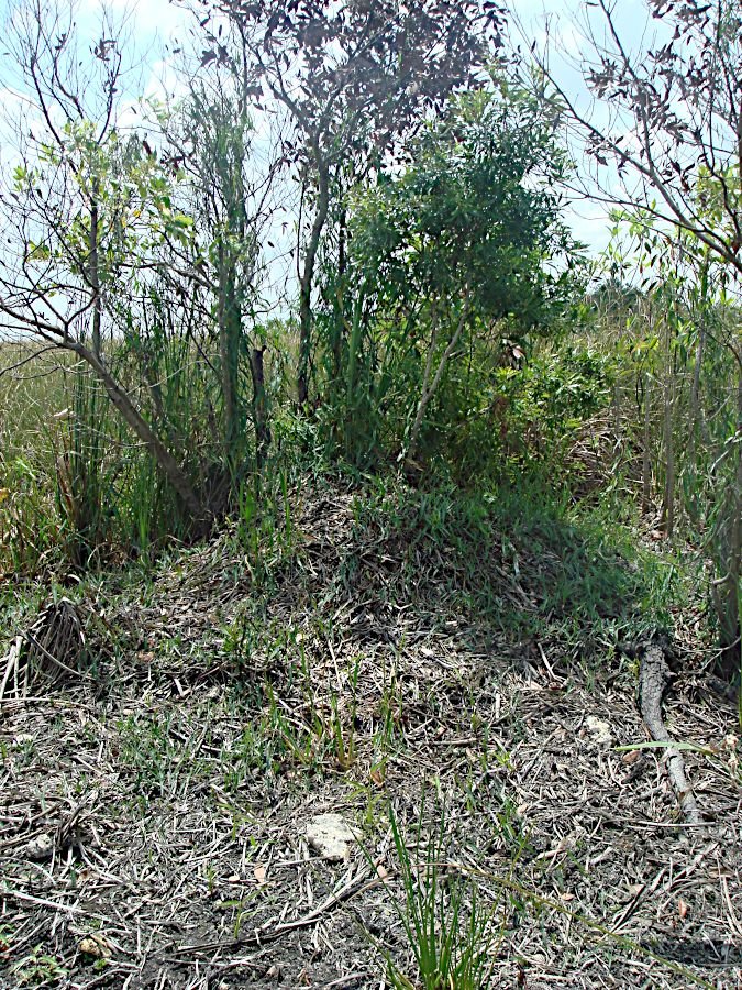 Alligator_nest_Picture_199 NancyHeise public.jpg