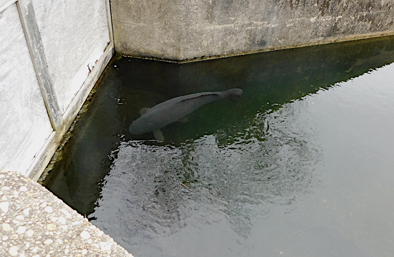 really large fish warm pond swimming away from each other2.png