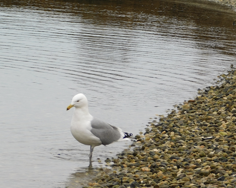 gull by the shore oyster bay.png