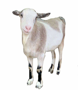 goat5 small.png