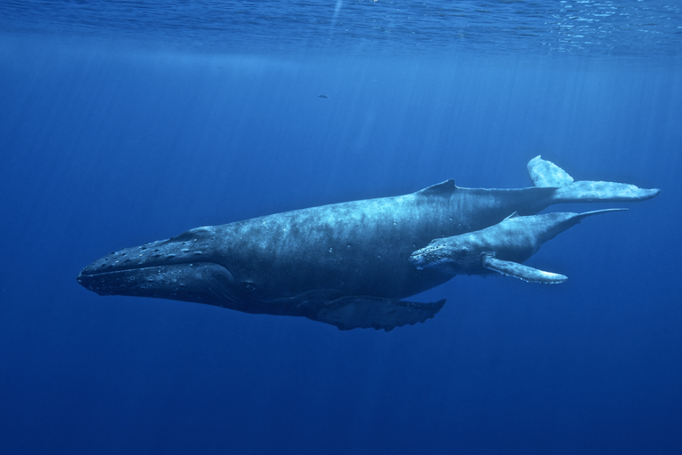 HIHWNMS_-_humpback_and_calf  National Marine Sanctuaries public.png
