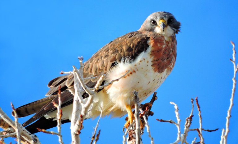 Swainson's Hawk Great Sand Dunes National Park and Preserve 2.0.jpg